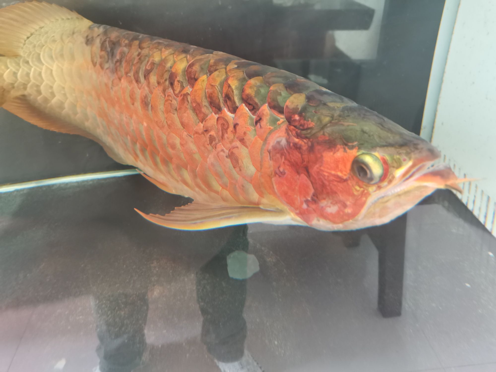龍魚(yú)病的初見(jiàn)與養(yǎng)魚(yú)者的心理反應(yīng)，本文探討了養(yǎng)龍魚(yú)者的心理變化（別說(shuō)你不敢養(yǎng)了，這龍下輩子也不敢投胎到你家了）