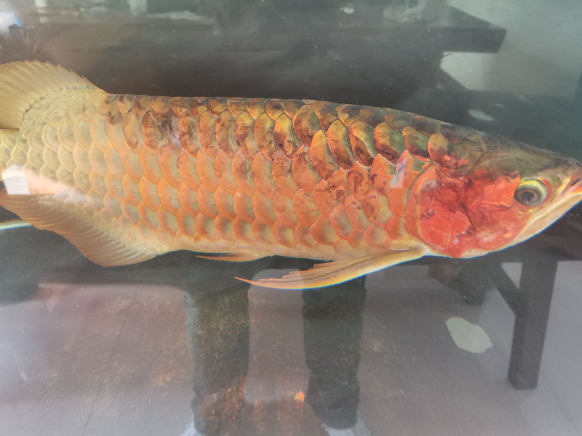 龍魚(yú)病的初見(jiàn)與養(yǎng)魚(yú)者的心理反應(yīng)，本文探討了養(yǎng)龍魚(yú)者的心理變化（別說(shuō)你不敢養(yǎng)了，這龍下輩子也不敢投胎到你家了）