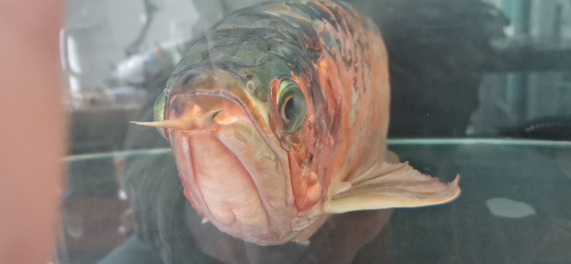 龍魚(yú)病的初見(jiàn)與養(yǎng)魚(yú)者的心理反應(yīng)，本文探討了養(yǎng)龍魚(yú)者的心理變化（別說(shuō)你不敢養(yǎng)了，這龍下輩子也不敢投胎到你家了）