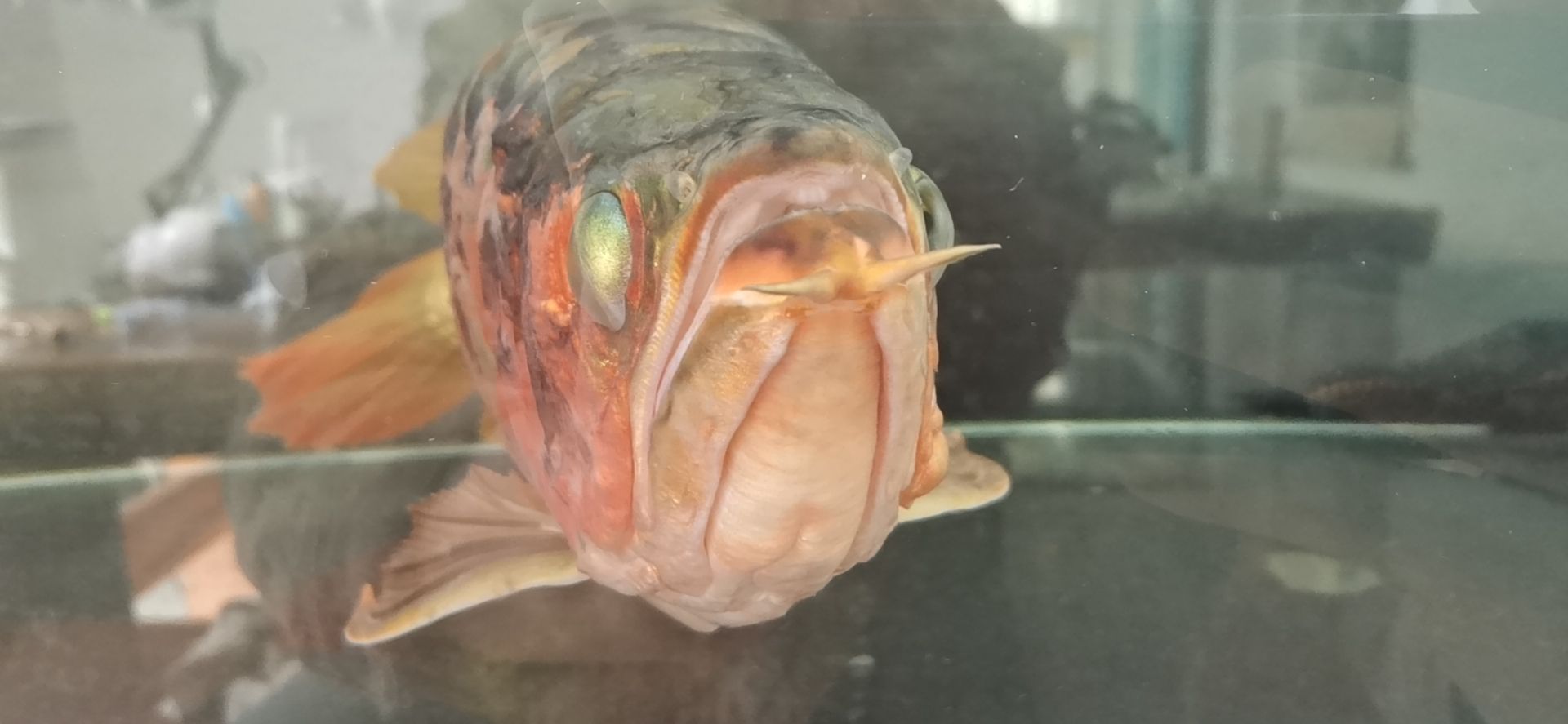 龍魚(yú)病的初見(jiàn)與養(yǎng)魚(yú)者的心理反應(yīng)，本文探討了養(yǎng)龍魚(yú)者的心理變化（別說(shuō)你不敢養(yǎng)了，這龍下輩子也不敢投胎到你家了）