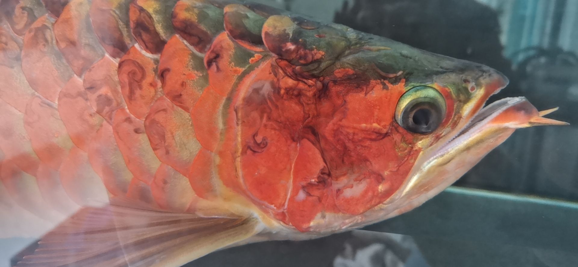 龍魚(yú)病的初見(jiàn)與養(yǎng)魚(yú)者的心理反應(yīng)，本文探討了養(yǎng)龍魚(yú)者的心理變化（別說(shuō)你不敢養(yǎng)了，這龍下輩子也不敢投胎到你家了）
