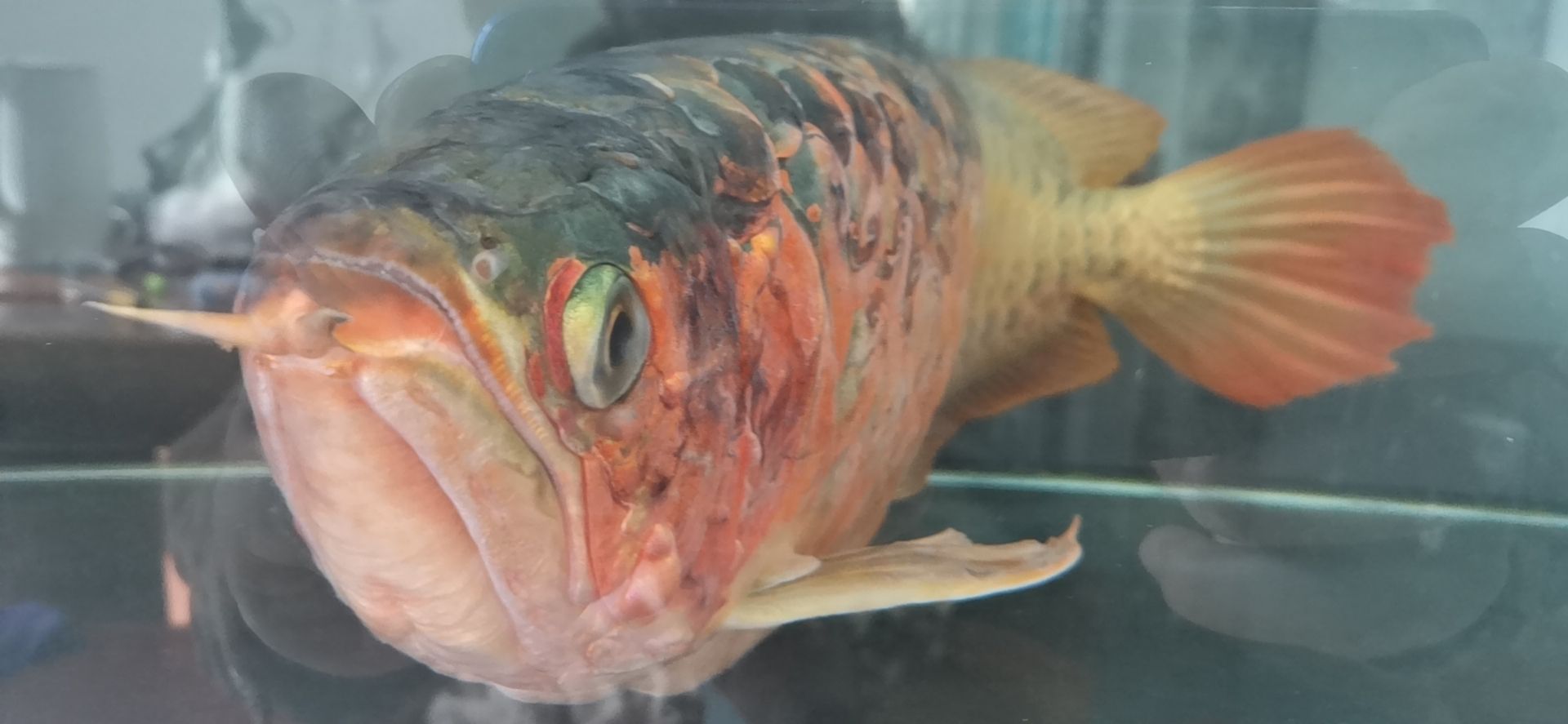龍魚(yú)病的初見(jiàn)與養(yǎng)魚(yú)者的心理反應(yīng)，本文探討了養(yǎng)龍魚(yú)者的心理變化（別說(shuō)你不敢養(yǎng)了，這龍下輩子也不敢投胎到你家了）