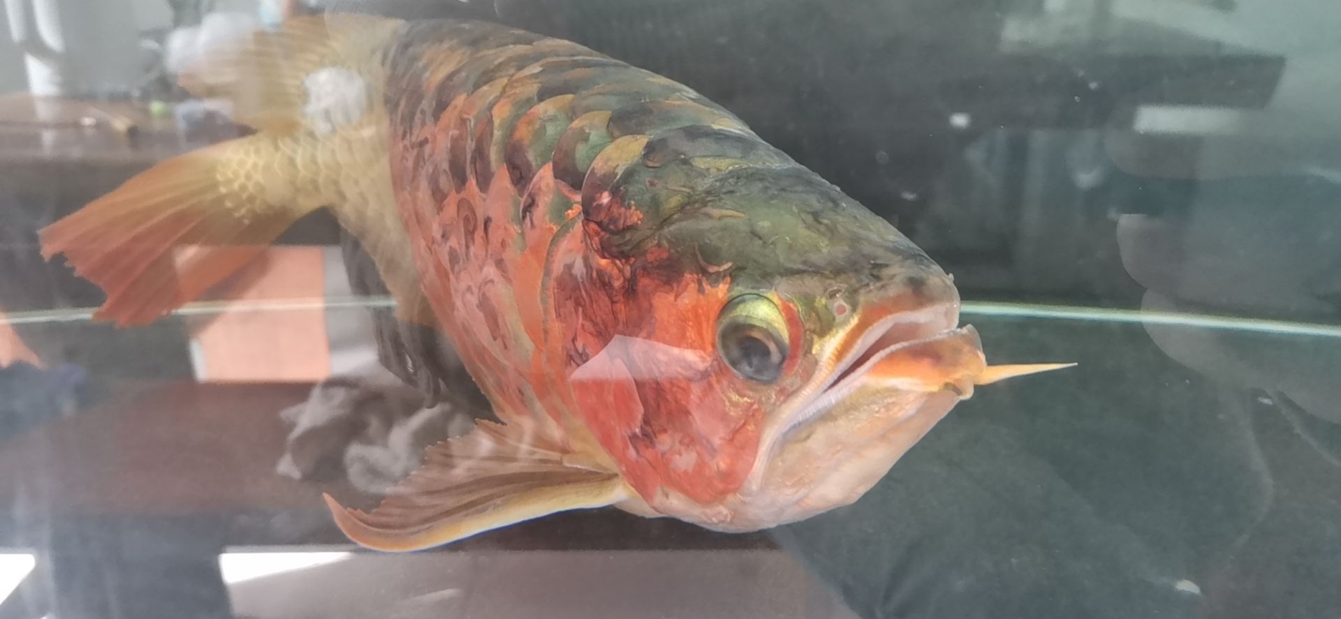 龍魚(yú)病的初見(jiàn)與養(yǎng)魚(yú)者的心理反應(yīng)，本文探討了養(yǎng)龍魚(yú)者的心理變化（別說(shuō)你不敢養(yǎng)了，這龍下輩子也不敢投胎到你家了）