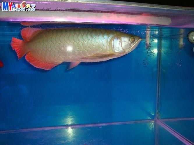 龍魚種類解析：號半龍魚的獨特特征（號半龍魚的成長歷程）