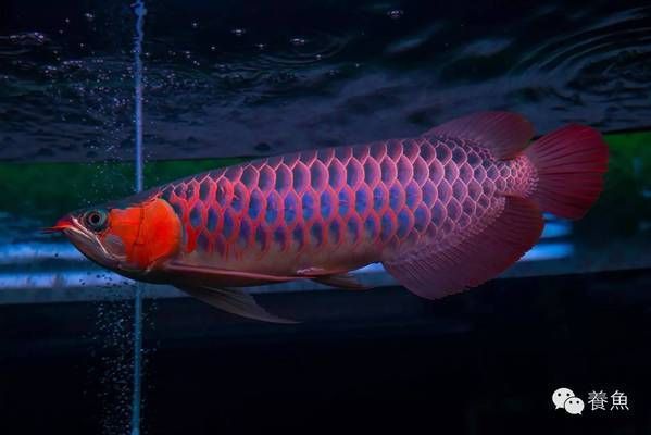 寶龍魚缸哪里生產的好，寶龍魚缸哪里生產的好對應的信息（寶龍魚缸哪里生產的好）