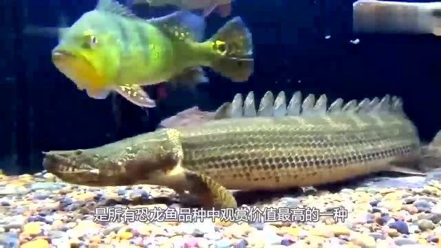 虎紋恐龍魚能長多大楚晗影談錄虎紋恐龍魚的壽命有多長（虎紋恐龍魚的飼養(yǎng)方法）