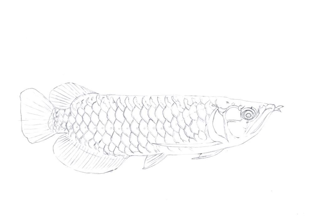 龍魚的畫法步驟大全圖解（魚的畫法步驟大全圖解）