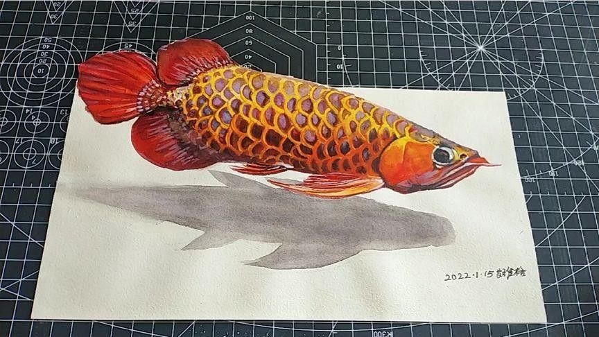 龍魚的畫法步驟大全圖解（魚的畫法步驟大全圖解）