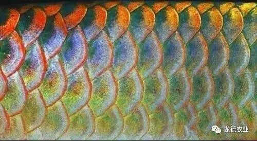 龍魚的畫法步驟大全圖解（魚的畫法步驟大全圖解）
