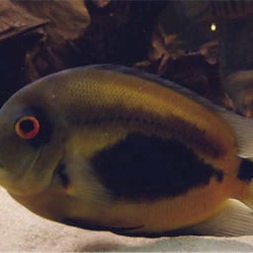 黑云魚是否能與埃及神仙魚混養（黑云魚與埃及神仙魚混養注意事項起航知識小百科聽）
