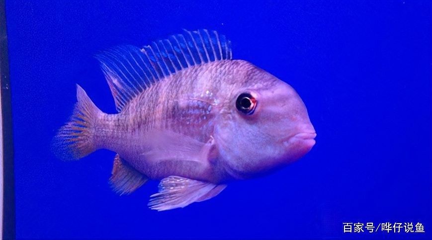 黑云魚是否能與埃及神仙魚混養（黑云魚與埃及神仙魚混養注意事項起航知識小百科聽）