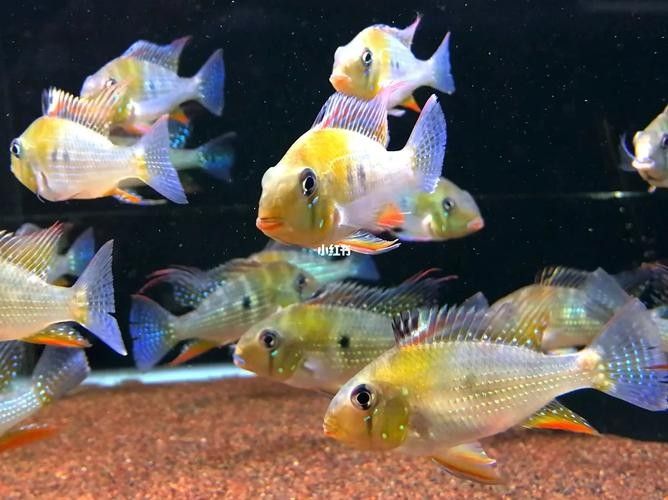 赤荔鳳冠成魚的高清圖片資源，赤荔鳳冠魚的飼養難度如何（赤荔鳳冠成魚圖片） 赤荔鳳冠成魚的高清圖片資源，赤荔鳳冠魚的飼養難度如何（赤荔鳳冠成魚圖片） 觀賞魚百科 第4張