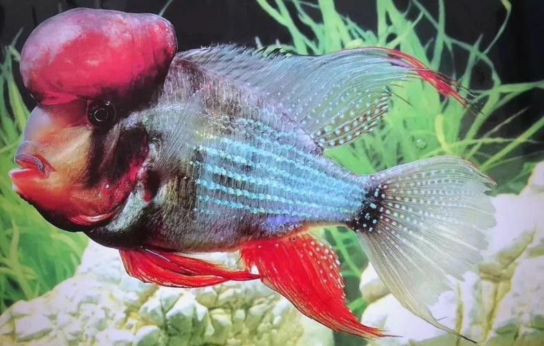 赤荔鳳冠成魚的高清圖片資源，赤荔鳳冠魚的飼養難度如何（赤荔鳳冠成魚圖片） 赤荔鳳冠成魚的高清圖片資源，赤荔鳳冠魚的飼養難度如何（赤荔鳳冠成魚圖片） 觀賞魚百科 第8張