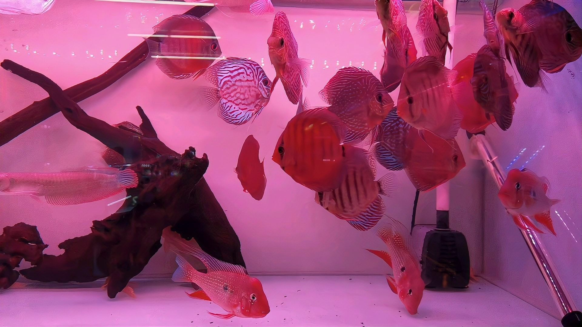 赤荔鳳冠成魚的高清圖片資源，赤荔鳳冠魚的飼養難度如何（赤荔鳳冠成魚圖片） 赤荔鳳冠成魚的高清圖片資源，赤荔鳳冠魚的飼養難度如何（赤荔鳳冠成魚圖片） 觀賞魚百科 第14張