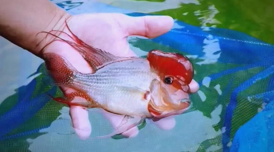 赤荔鳳冠成魚的高清圖片資源，赤荔鳳冠魚的飼養難度如何（赤荔鳳冠成魚圖片） 赤荔鳳冠成魚的高清圖片資源，赤荔鳳冠魚的飼養難度如何（赤荔鳳冠成魚圖片） 觀賞魚百科 第7張