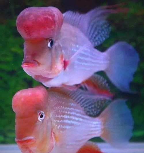 赤荔鳳冠成魚的高清圖片資源，赤荔鳳冠魚的飼養難度如何（赤荔鳳冠成魚圖片） 赤荔鳳冠成魚的高清圖片資源，赤荔鳳冠魚的飼養難度如何（赤荔鳳冠成魚圖片） 觀賞魚百科 第12張