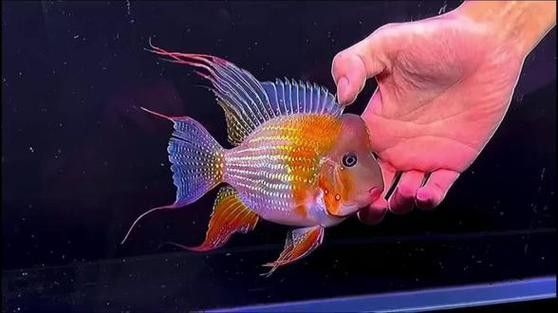 赤荔鳳冠成魚的高清圖片資源，赤荔鳳冠魚的飼養難度如何（赤荔鳳冠成魚圖片） 赤荔鳳冠成魚的高清圖片資源，赤荔鳳冠魚的飼養難度如何（赤荔鳳冠成魚圖片） 觀賞魚百科 第5張