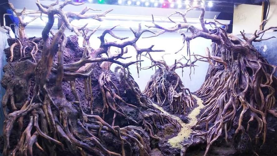 綠色龍魚圖片大全，帶你領略這種美麗的魚兒的奧秘（綠色龍魚圖片及綠色龍魚圖片大全，帶你領略綠色龍魚的奧秘）