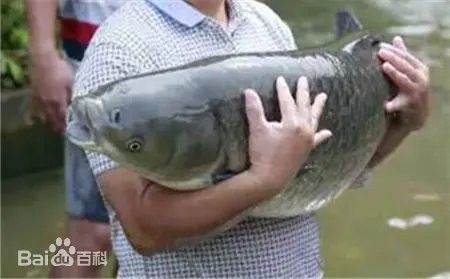 欽州浦北官垌魚專賣店（廣西浦北官垌魚專賣店欽州市浦北縣一家專注于銷售當地特色魚類店鋪）