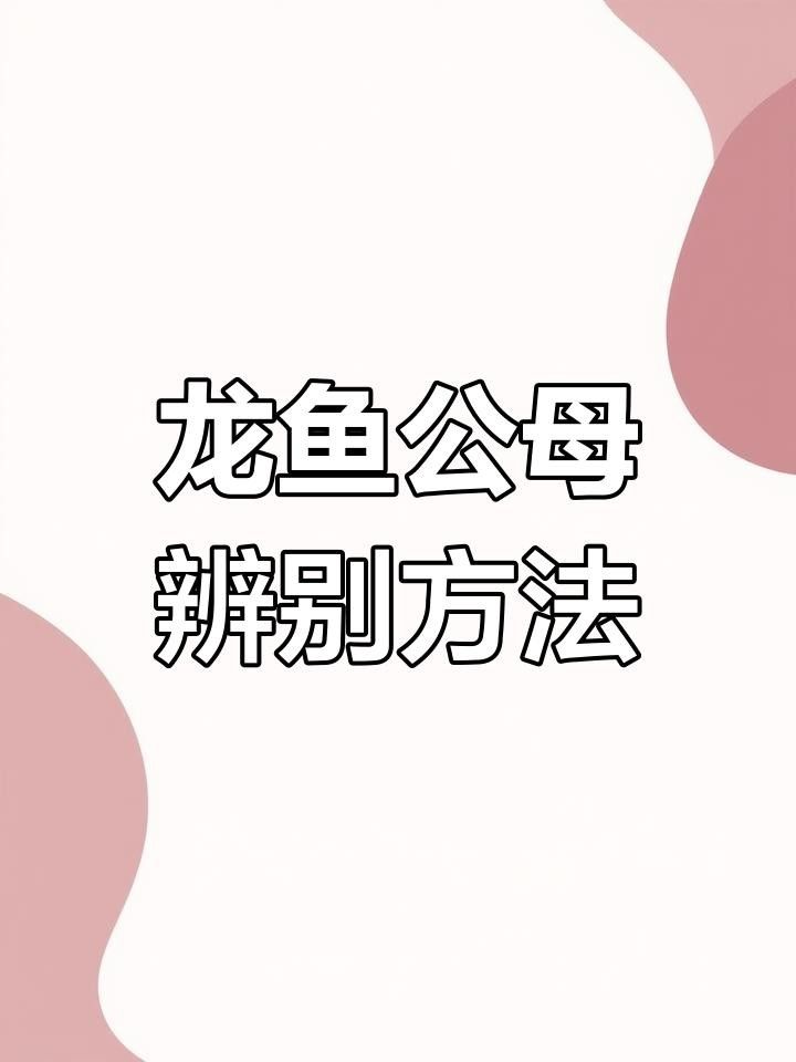 龍魚公母分辨全攻略，教你如何區分兩者特征（紅龍魚公母分辨全攻略,教你如何區分兩者特征）