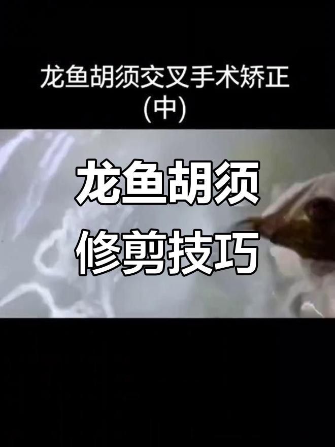 龍魚胡須斷裂修復技巧簡單步驟教你如何處理航旅通票機（全民小視頻第406話龍魚胡子斷了怎么辦）
