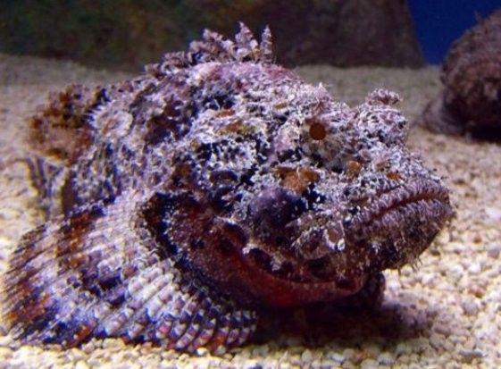 老虎魚是什么魚塔斯夜揚老虎魚俗稱呆萌醬（世界上最毒的魚—老虎魚是什么魚塔斯夜揚）