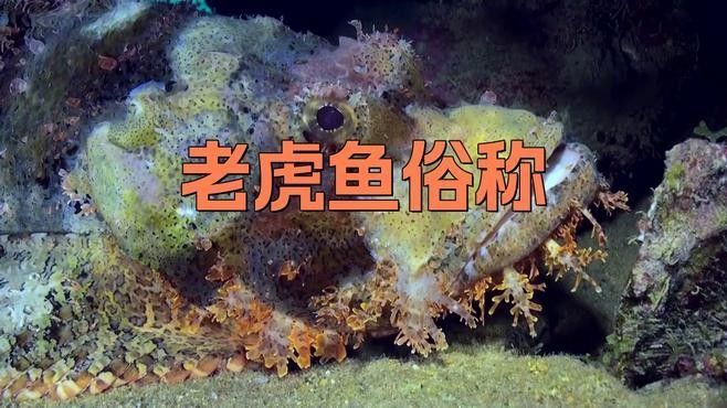 老虎魚是什么魚塔斯夜揚老虎魚俗稱呆萌醬（世界上最毒的魚—老虎魚是什么魚塔斯夜揚）