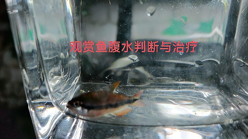 如何通過微信聯系祥龍魚場?,如何通過微信聯系祥龍魚場 龍魚百科 第1張 如何通過微信聯系祥龍魚場?,如何通過微信聯系祥龍魚場 如何通過微信聯系祥龍魚場?,如何通過微信聯系祥龍魚場 龍魚百科 第1張