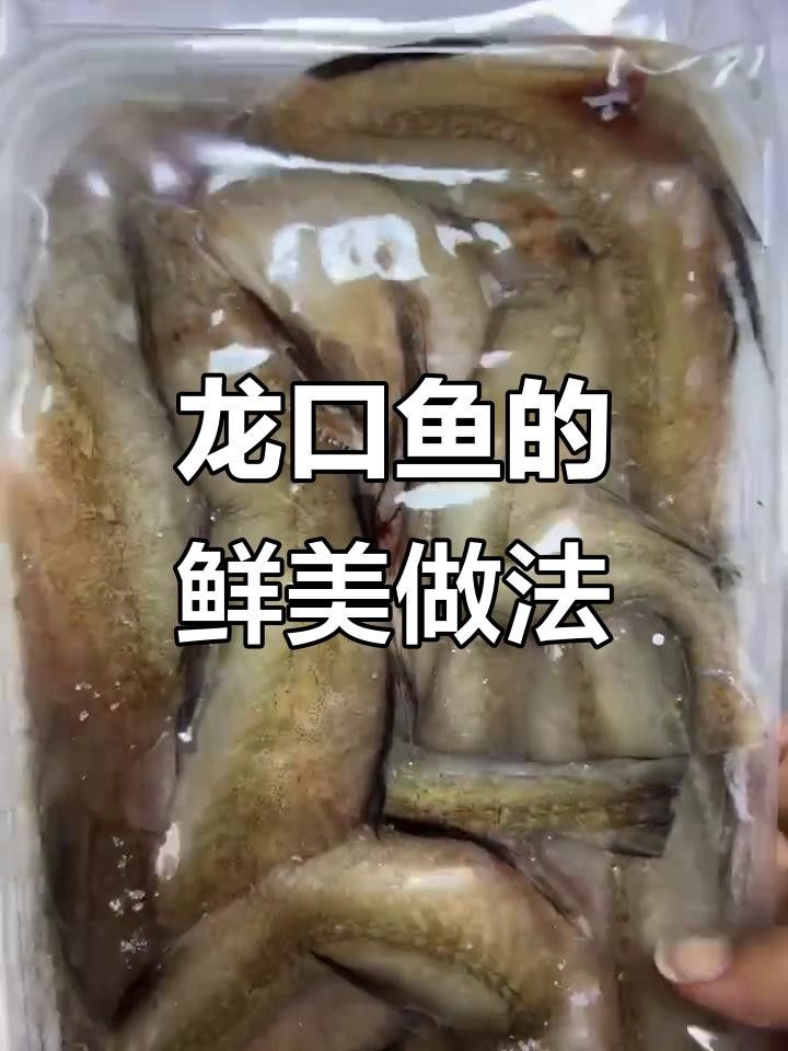 豆醬燒龍口魚，魚肉鮮嫩入味，配飯超下飯全民小視頻（海里最嫩的龍口魚,外焦內嫩超好吃）