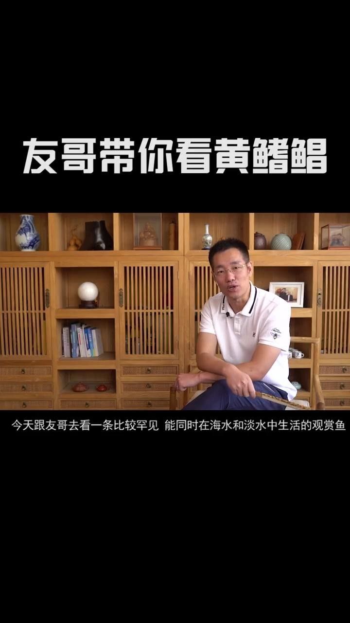 黃鰭鯧黃骨魚吃什么飼料朱明煒汽水缸新成員飼養建議（黃鰭鯧的飼養方式）