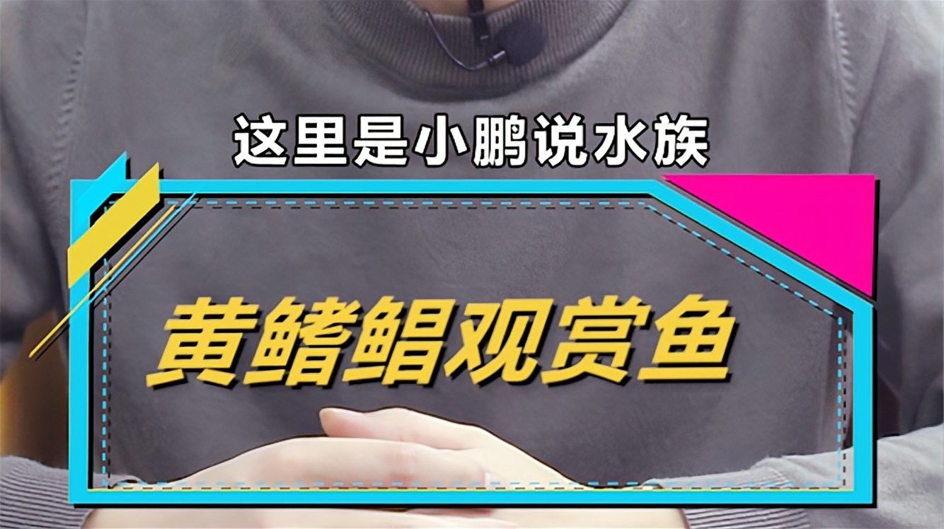 黃鰭鯧黃骨魚吃什么飼料朱明煒汽水缸新成員飼養建議（黃鰭鯧的飼養方式）