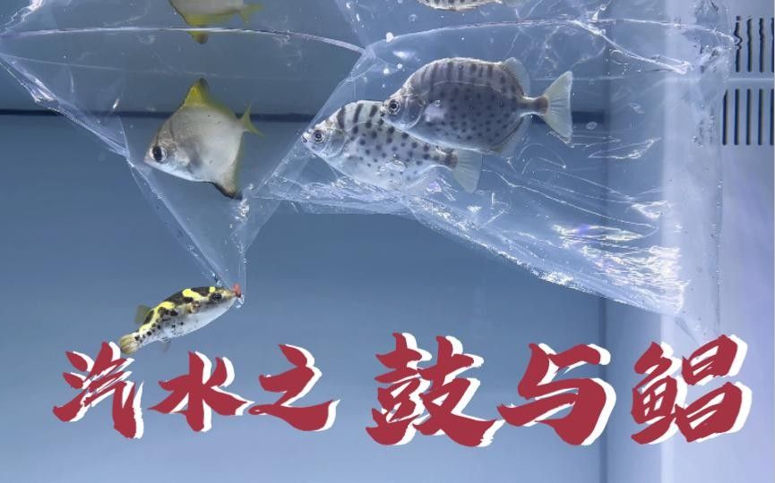 黃鰭鯧黃骨魚吃什么飼料朱明煒汽水缸新成員飼養建議（黃鰭鯧的飼養方式）