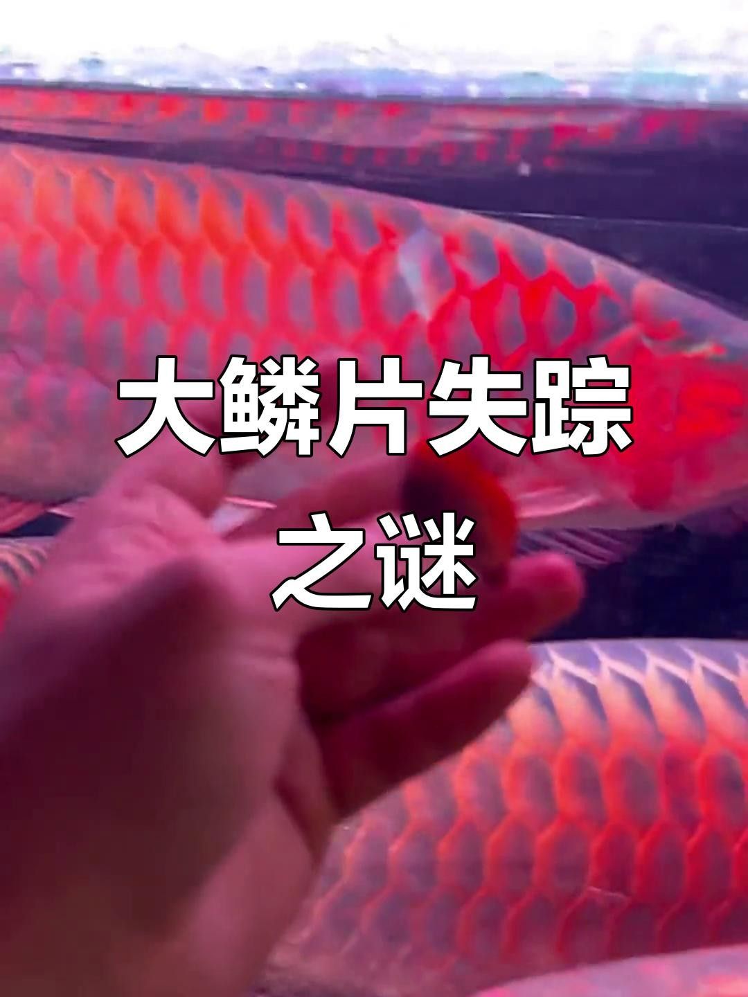 紅龍魚長到60厘米時性情如何（紅龍魚60厘米時性情如何）