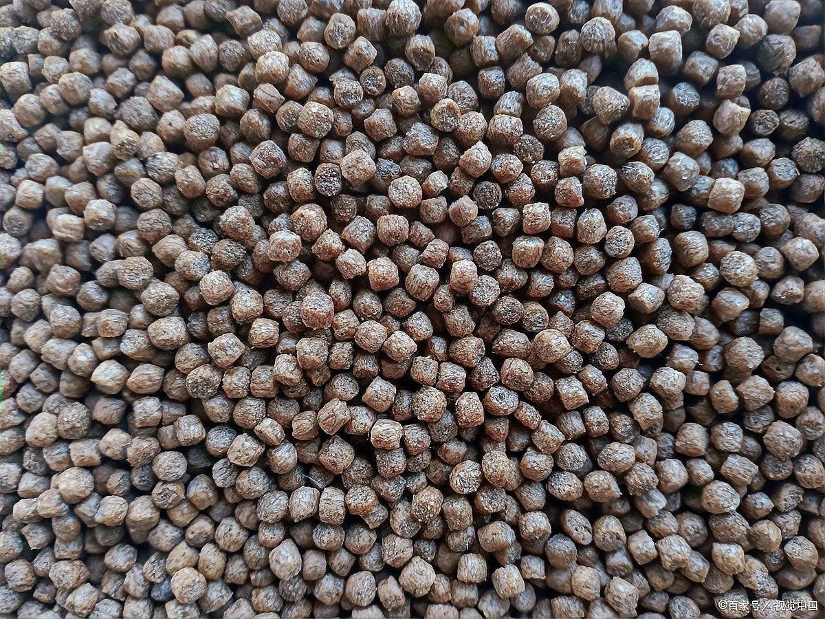 十大魚糧品牌推薦（十大魚糧品牌實測推薦）