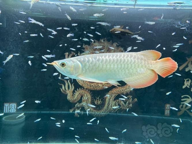 茄子河龍魚的市場價格，如何鑒別真假茄子河龍魚？（藝陽水族聽，茄子河龍魚的市場價格）