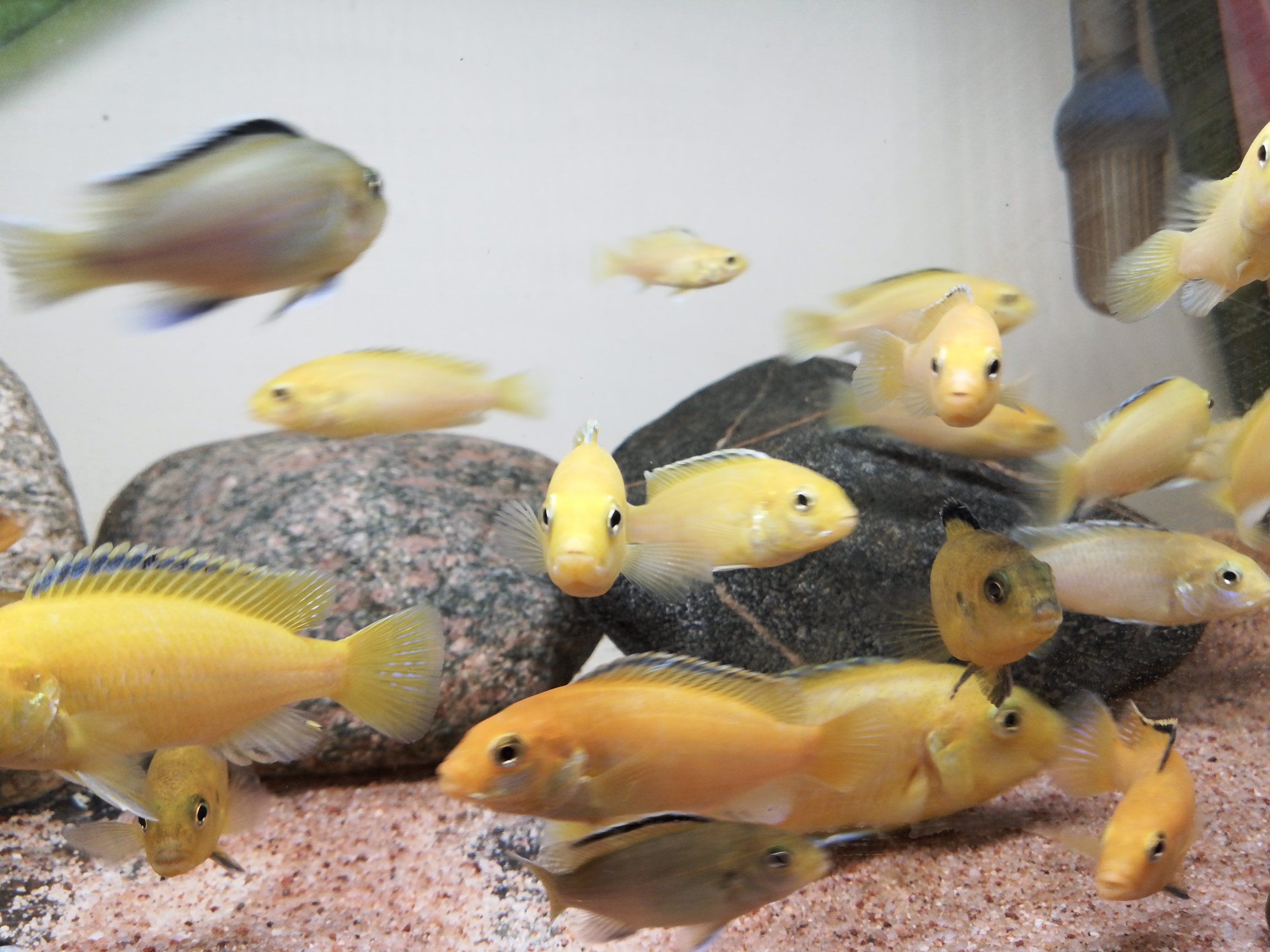 第一習(xí)慣就是開魚缸的燈把他們弄醒暹羅巨鯉