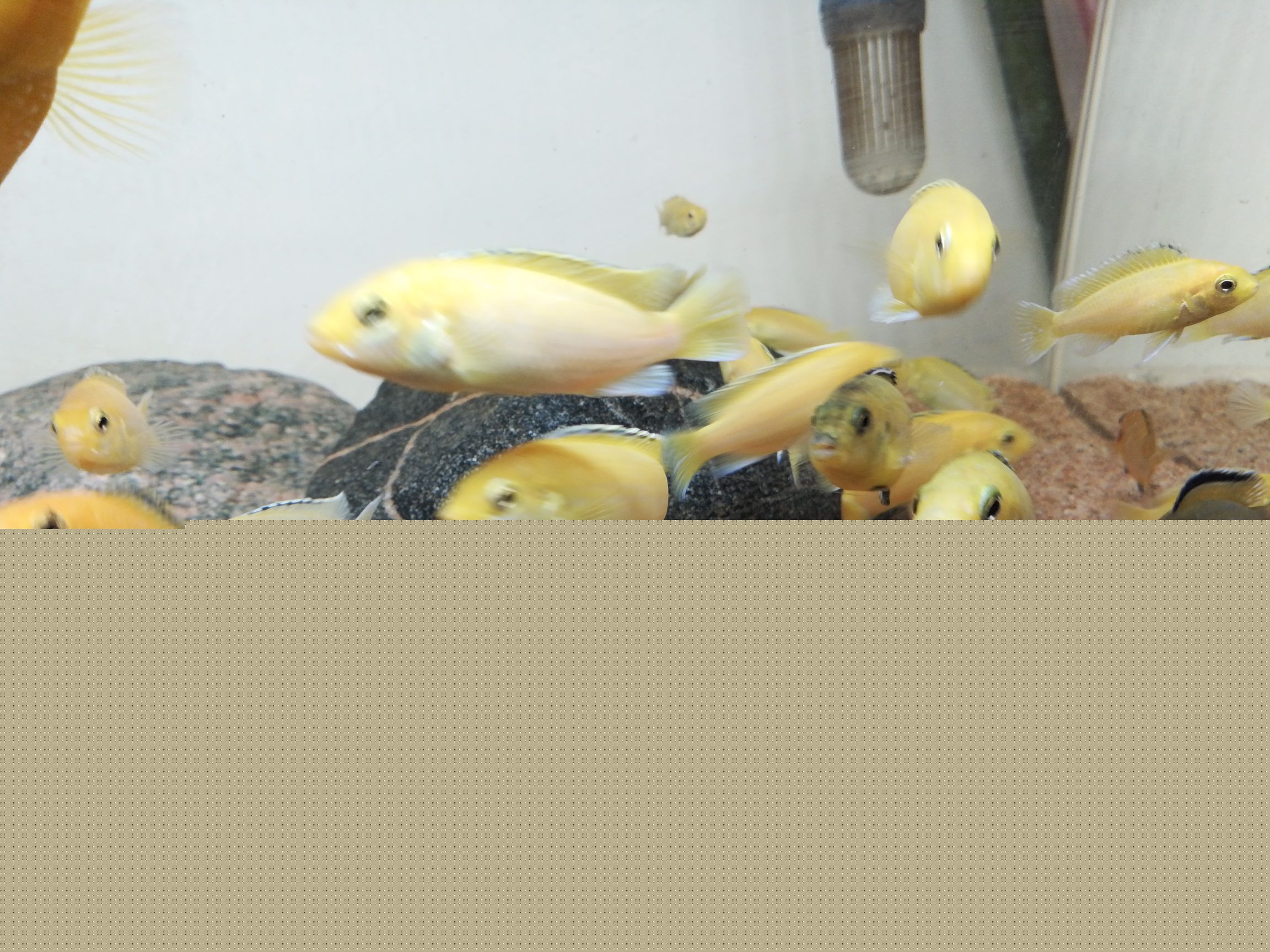 第一習(xí)慣就是開魚缸的燈把他們弄醒暹羅巨鯉