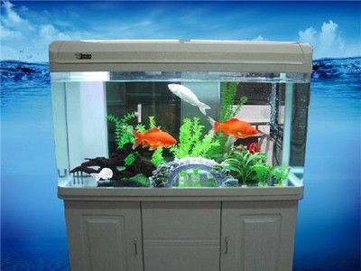 龍魚的魚的圖片大全龍魚的圖片大全（【龍魚的魚的圖片大全】-龍魚圖片大全）