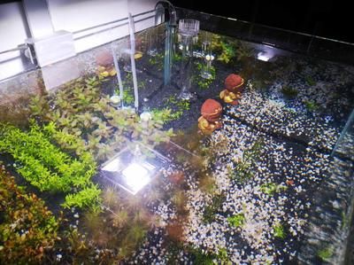 七彩雷龍魚的生長速度快嗎（七彩神仙魚的生長速度）