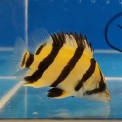 印尼虎魚多少錢一條同城薯-生活指南（印尼虎魚三紋價格一般多少錢）