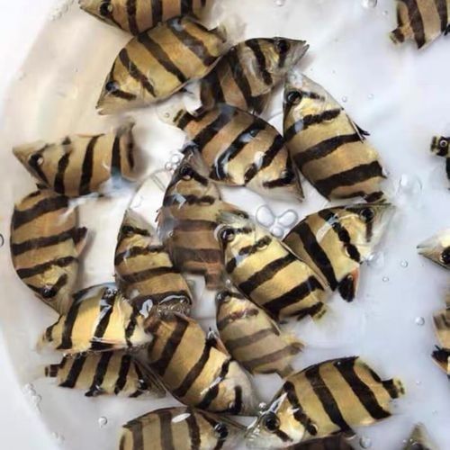 印尼虎魚多少錢一條同城薯-生活指南（印尼虎魚三紋價格一般多少錢）