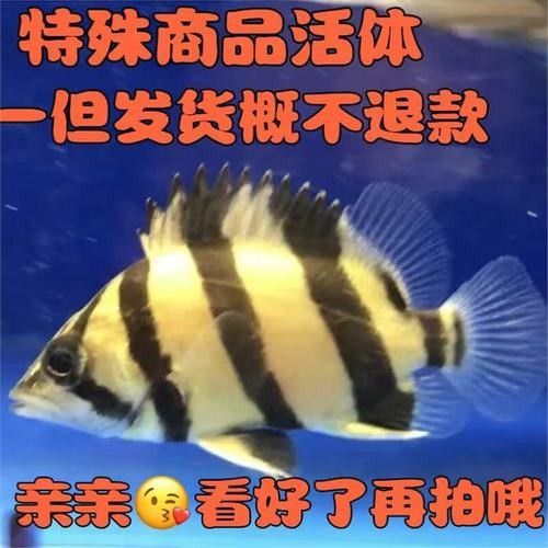 印尼虎魚多少錢一條同城薯-生活指南（印尼虎魚三紋價格一般多少錢）
