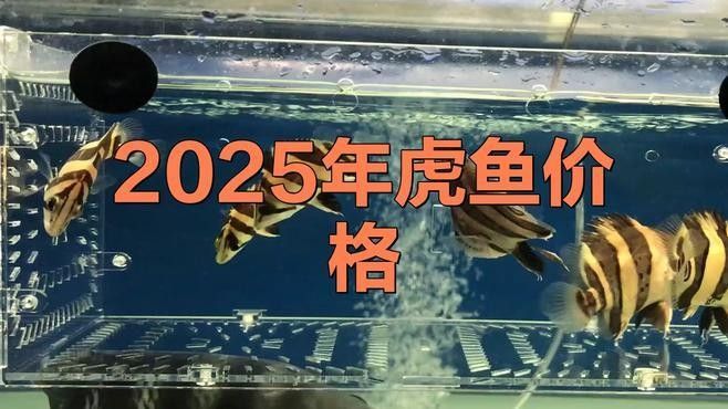 印尼虎魚多少錢一條同城薯-生活指南（印尼虎魚三紋價格一般多少錢）