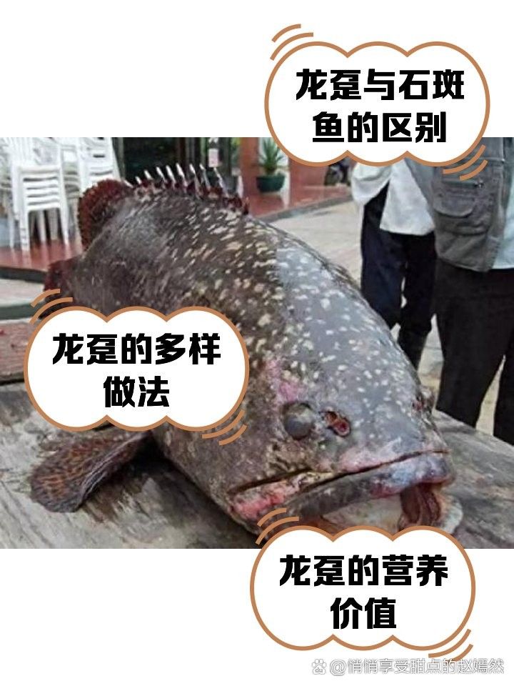 龍躉魚是淡水魚還是海魚？（龍躉魚在淡水中的生存時(shí)間有多長）