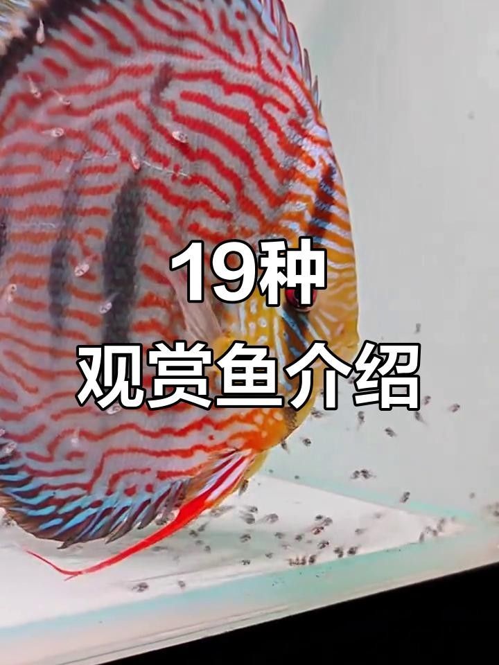魚百科19種常見觀賞魚大揭秘，看看你認識幾種（有聲書:魚百科）