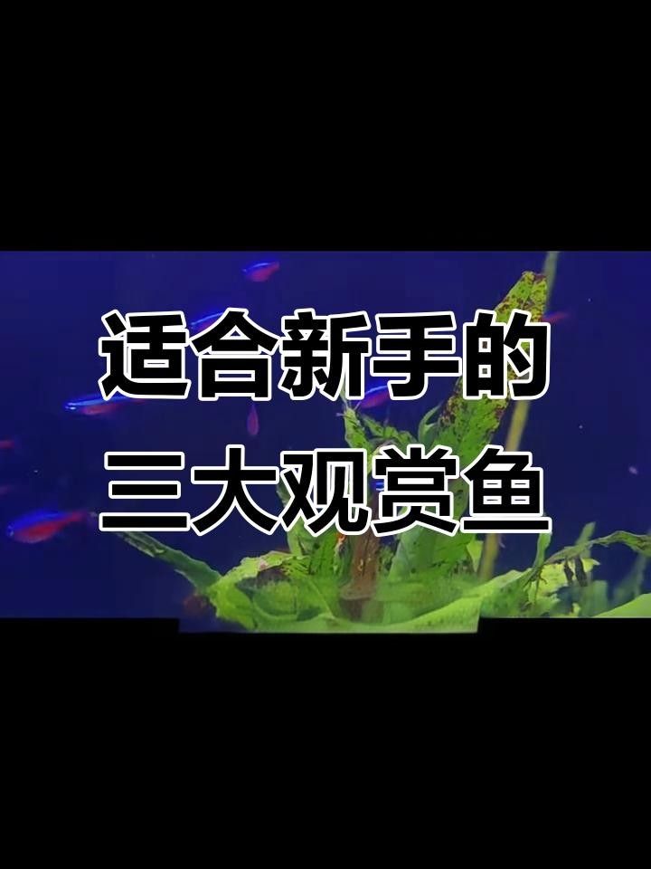 魚百科19種常見觀賞魚大揭秘，看看你認識幾種（有聲書:魚百科）