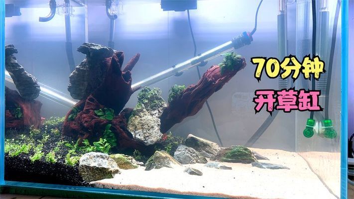 雷龍和恐龍魚混養好不好呢（雷龍與恐龍魚混養會導致生態失衡嗎？）