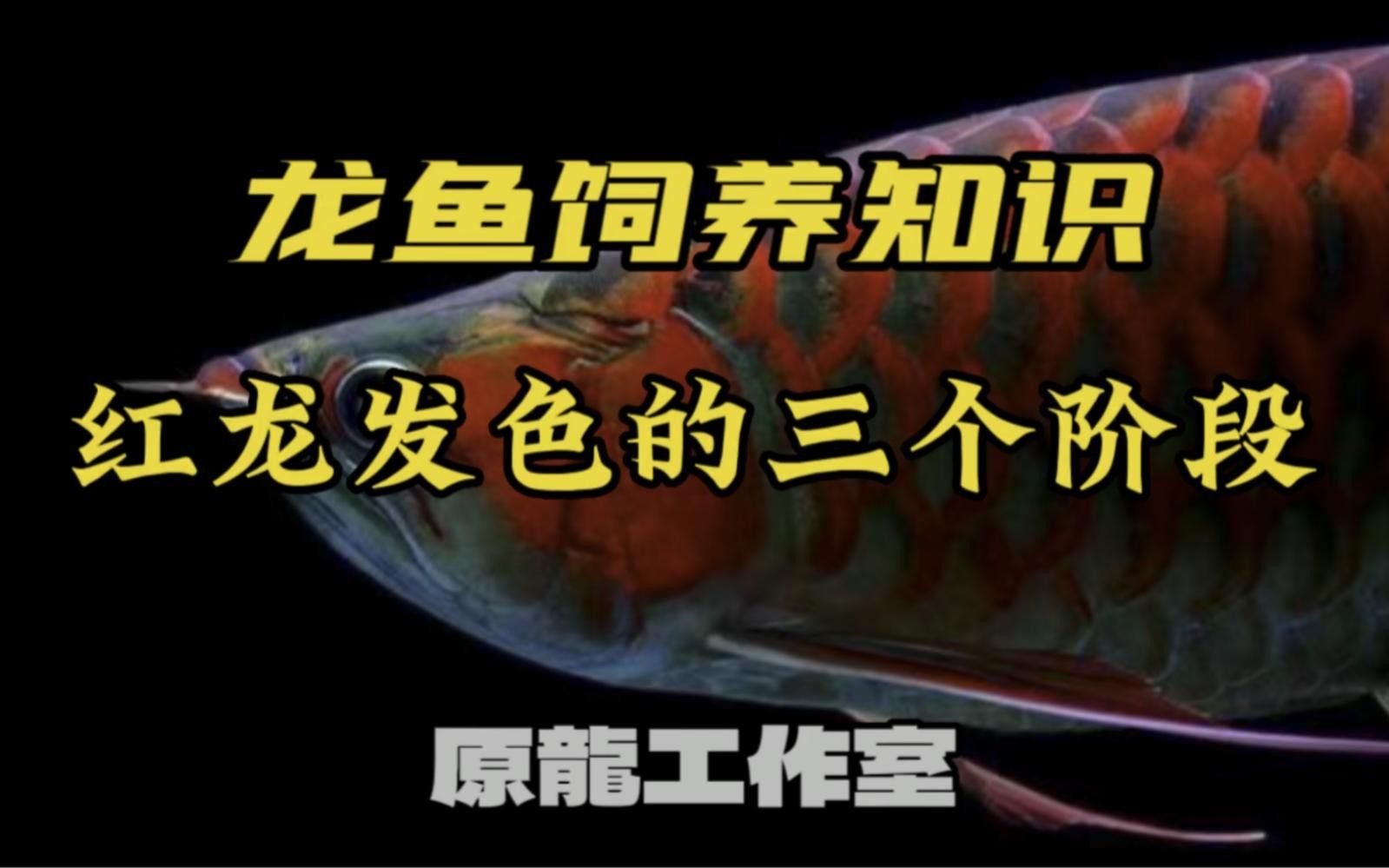 漢中紅龍魚怎么養(yǎng)_百度經(jīng)驗百度經(jīng)驗全網(wǎng)最詳細(xì)的養(yǎng)紅龍教程（養(yǎng)殖漢中紅龍魚的最簡單三個步驟）
