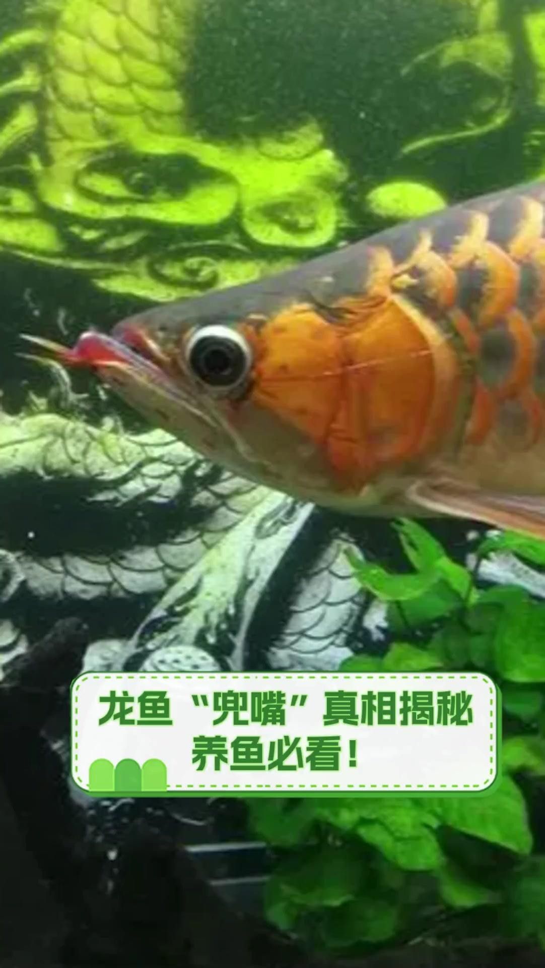 龍魚頻繁張嘴原因揭秘，養魚小竅門大公開！（龍魚“兜嘴”真相揭秘,養魚小竅門大公開!）