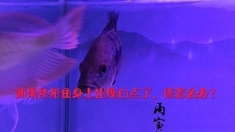 巴西亞魚(yú)身上出現(xiàn)白點(diǎn)了怎么辦（巴西亞魚(yú)生病前的四大征兆巴西亞魚(yú)生病前的四大征兆）